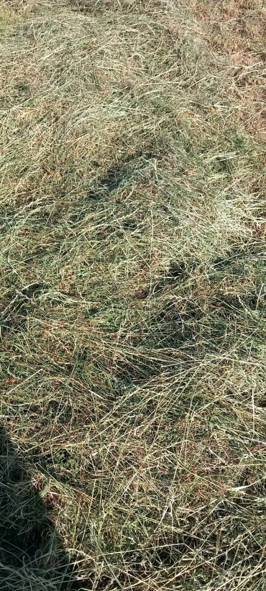 Hay - Image 1