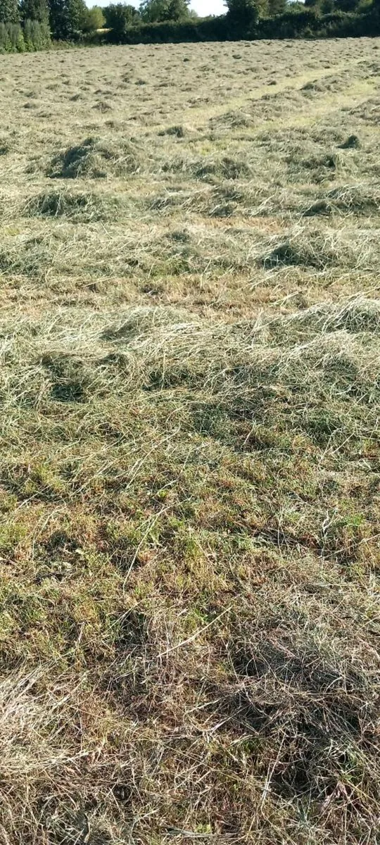 Hay - Image 2