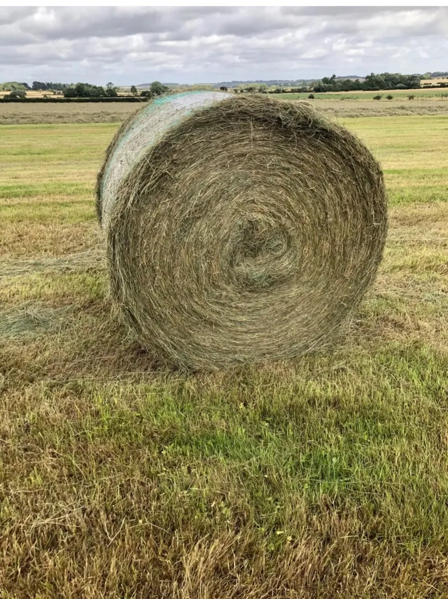 Hay