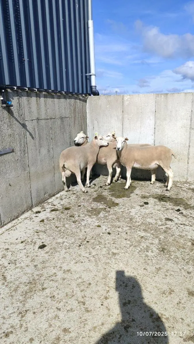 Pedigree Lleyn Rams - Image 2