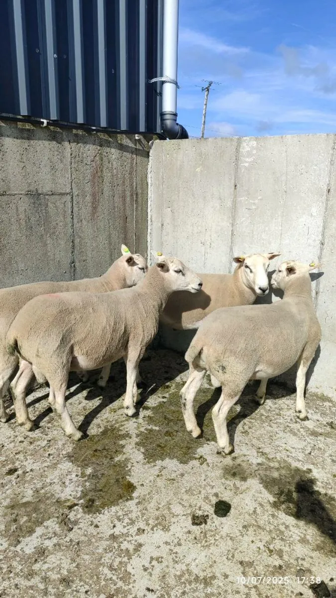 Pedigree Lleyn Rams - Image 4