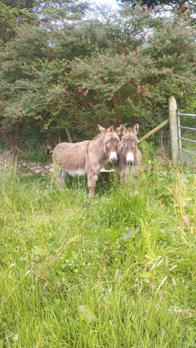 Irish mare donkeys - Image 4