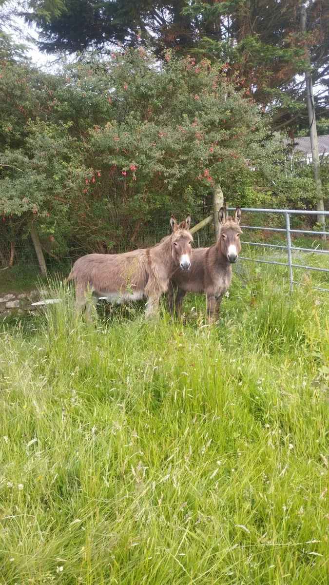 Irish mare donkeys - Image 1