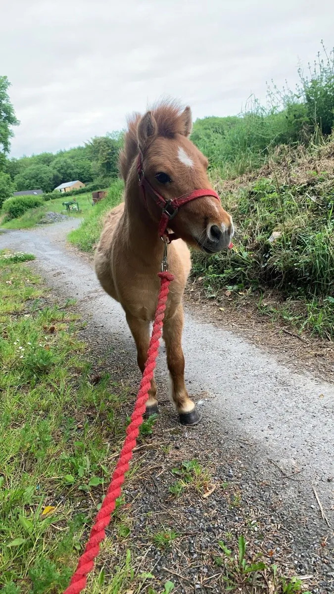 Stallion minature - Image 1