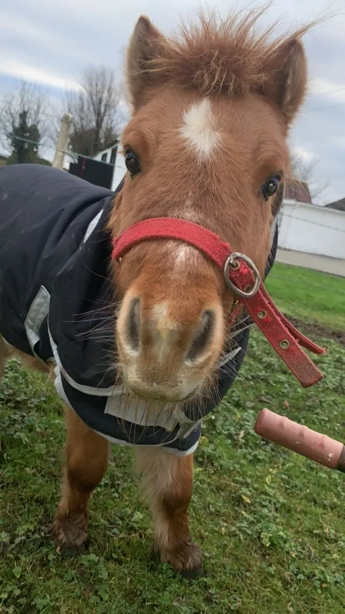 Stallion minature - Image 2