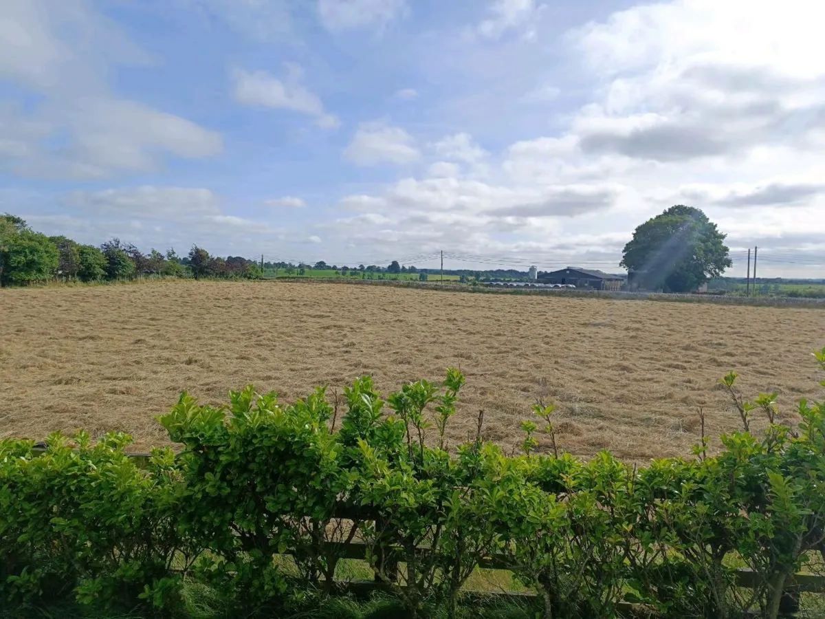 Organic square bales will be baled Friday the 11th - Image 1