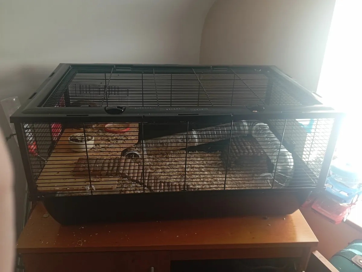 2 Dwarf Hamsters + Cage - Image 1