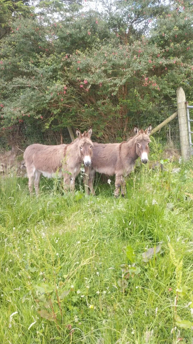 Irish mare donkeys - Image 3