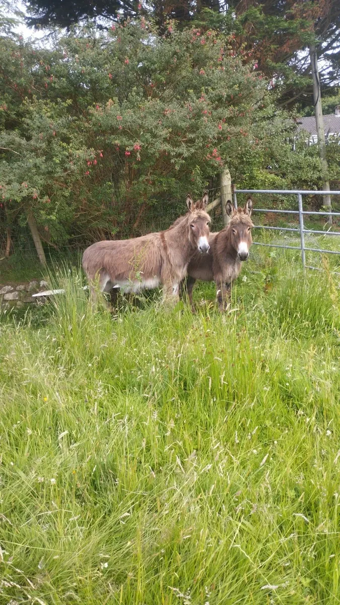 Irish mare donkeys - Image 2