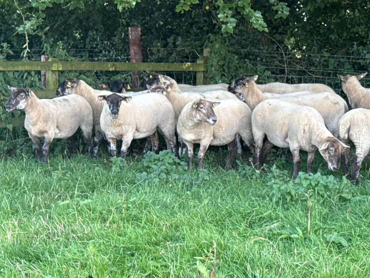 22 Borris Hoggets - Image 2