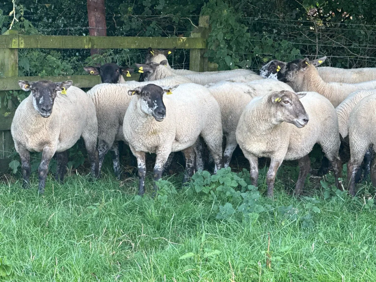 22 Borris Hoggets - Image 3