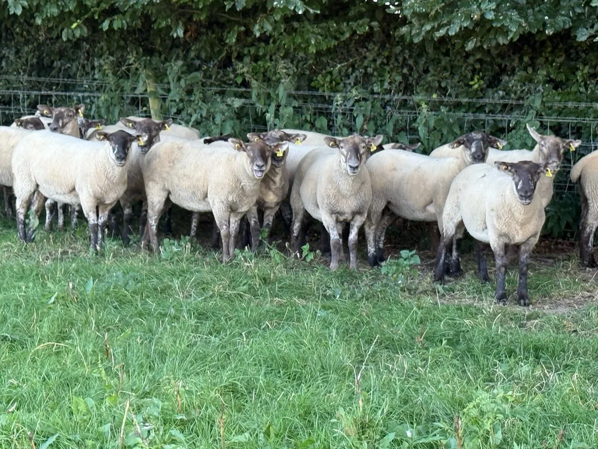 22 Borris Hoggets - Image 4