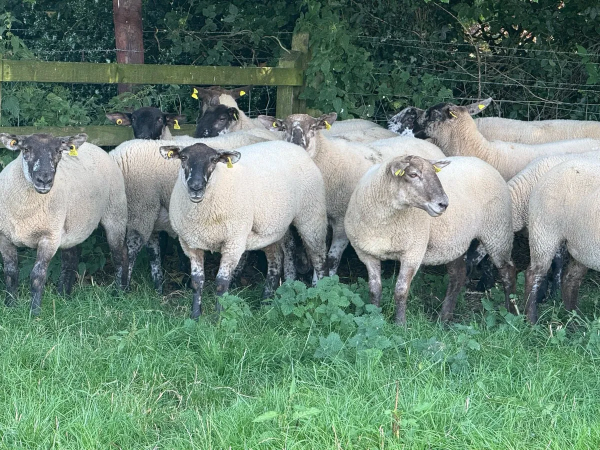 22 Borris Hoggets - Image 1