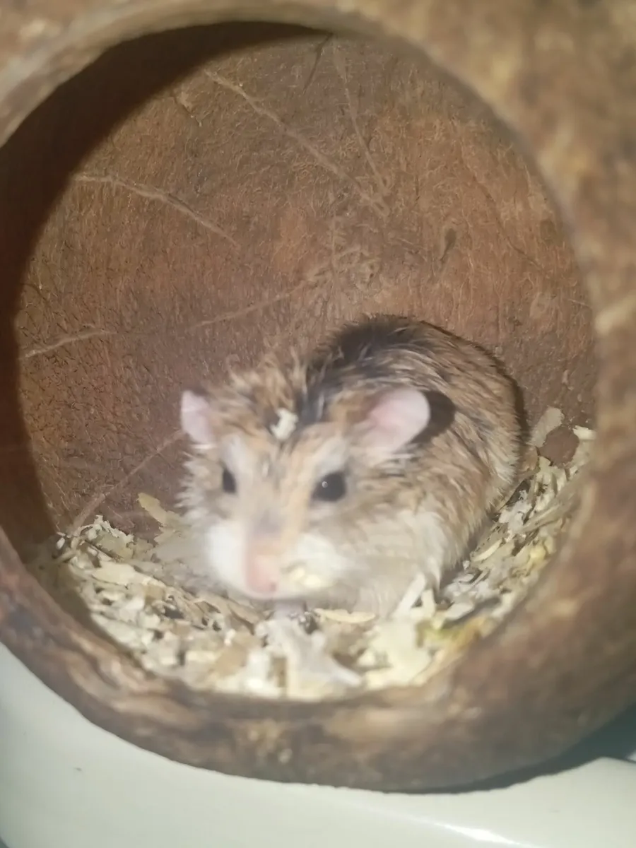 2 Dwarf Hamsters + Cage - Image 3