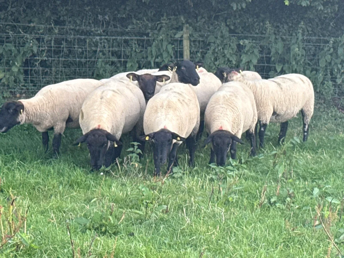 10 Suffolk Hoggets - Image 2