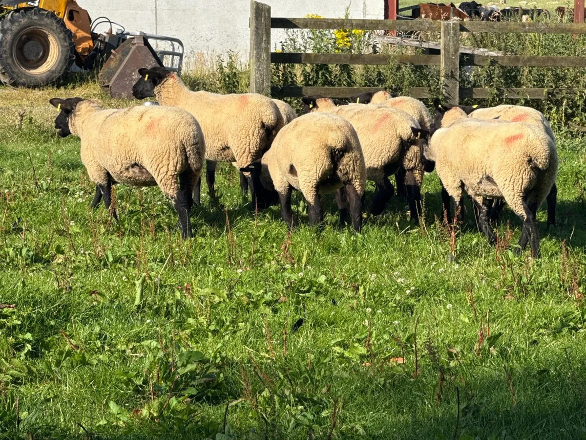 10 Suffolk Hoggets - Image 3