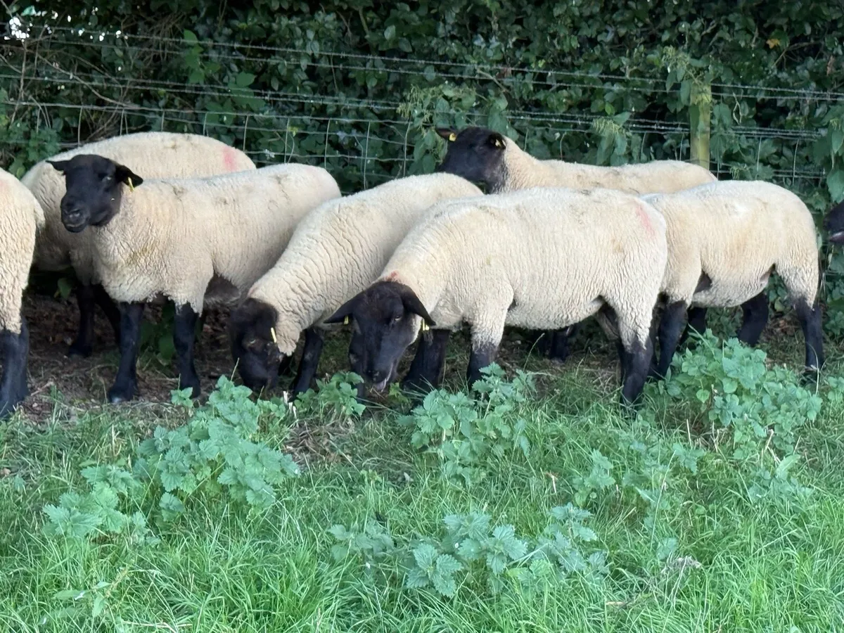 10 Suffolk Hoggets - Image 4