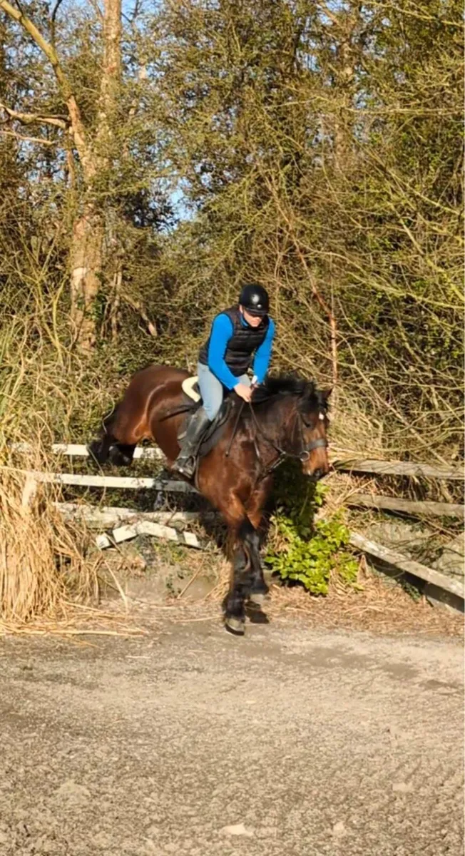 Horse - Image 3