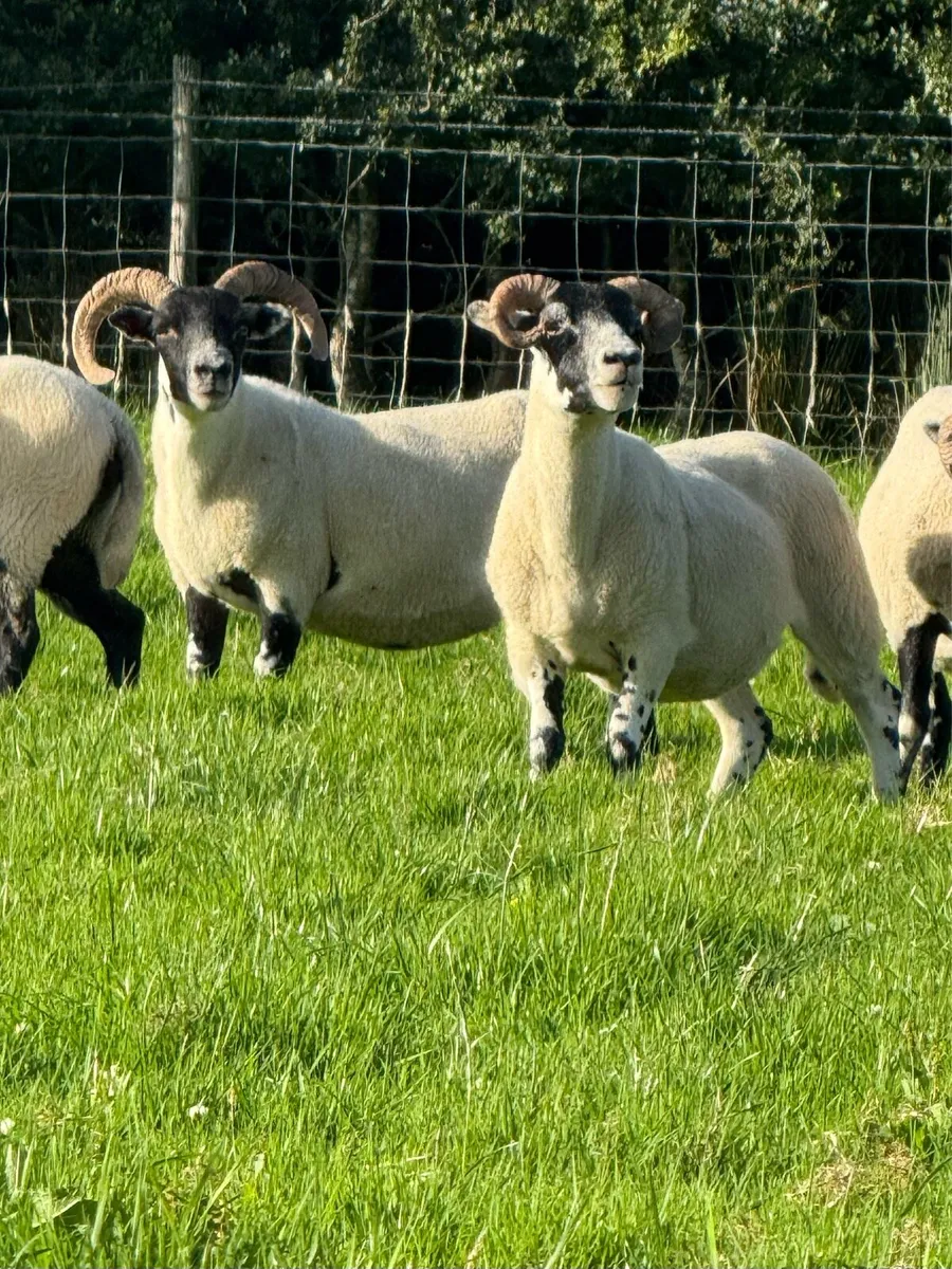 Lanark hoggets - Image 2