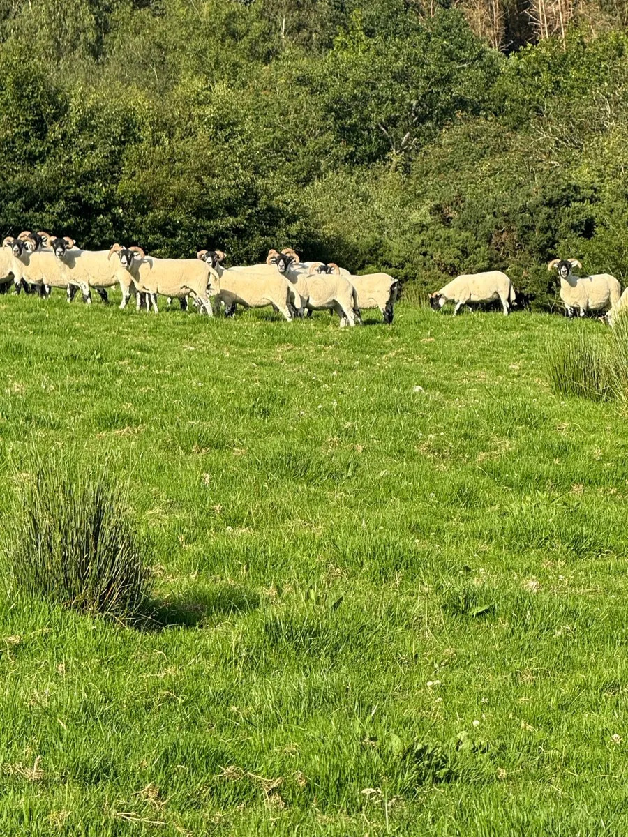 Lanark hoggets - Image 3