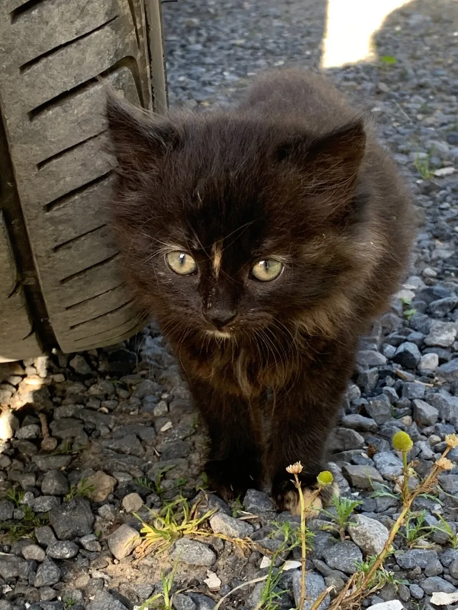 Beautiful black cats for sale/5 left - Image 3