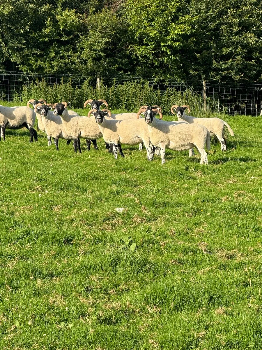 Lanark hoggets - Image 4