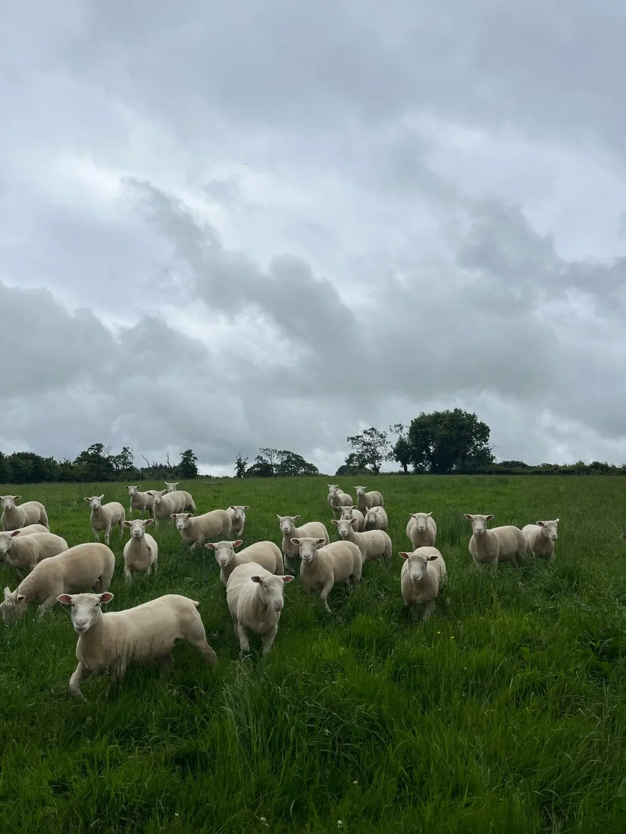 Pedigree Dorset Ewe/Ram lambs - Image 1