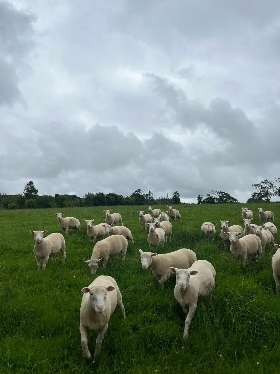 Pedigree Dorset Ewe/Ram lambs - Image 2