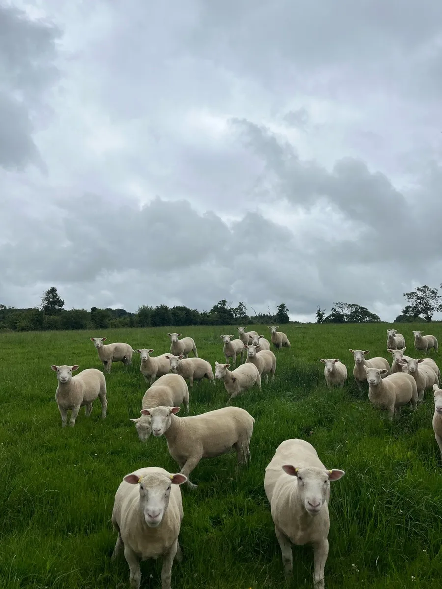 Pedigree Dorset Ewe/Ram lambs - Image 3