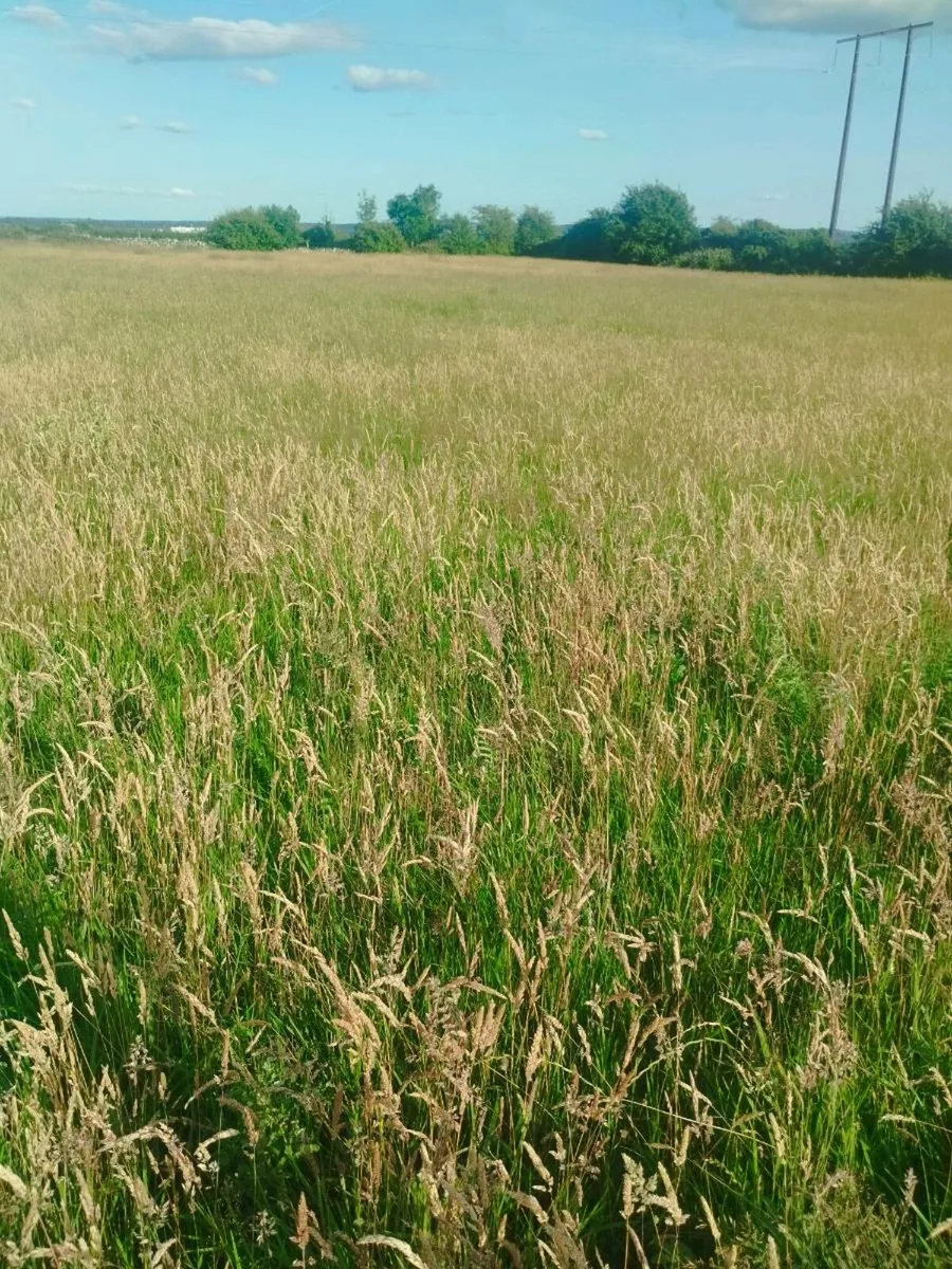 25 acres Meadow for sale - Image 2