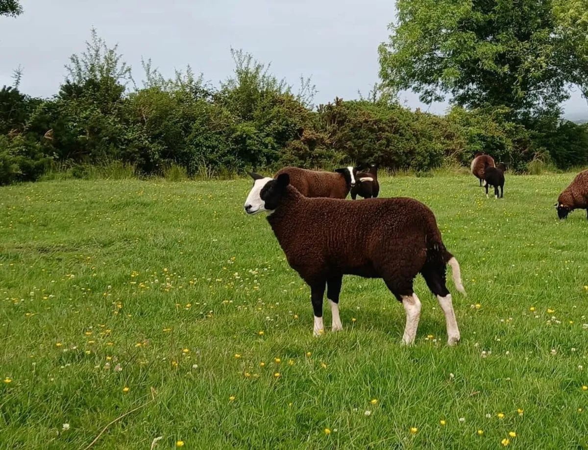 PBNR Zwartble Ewe lamb - Image 3