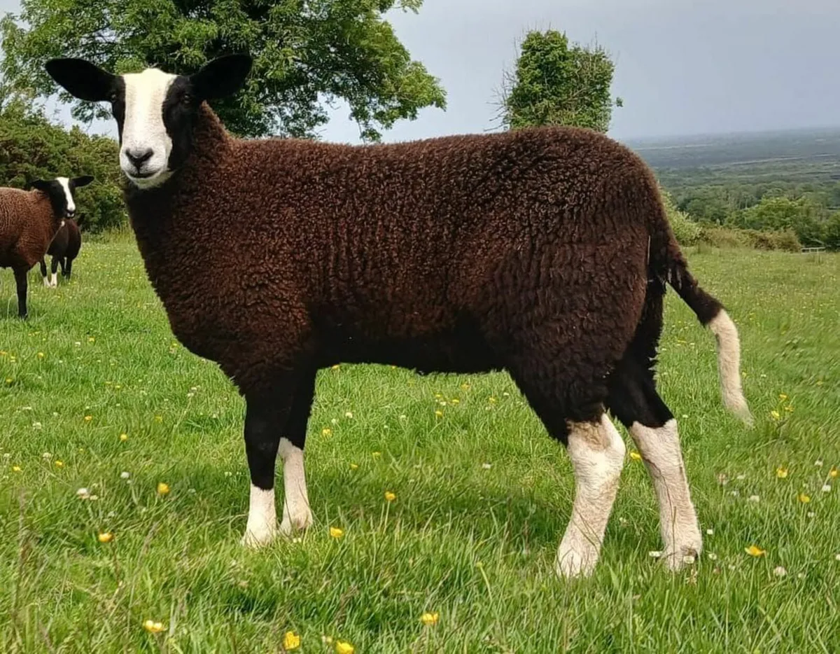 PBNR Zwartble Ewe lamb - Image 2