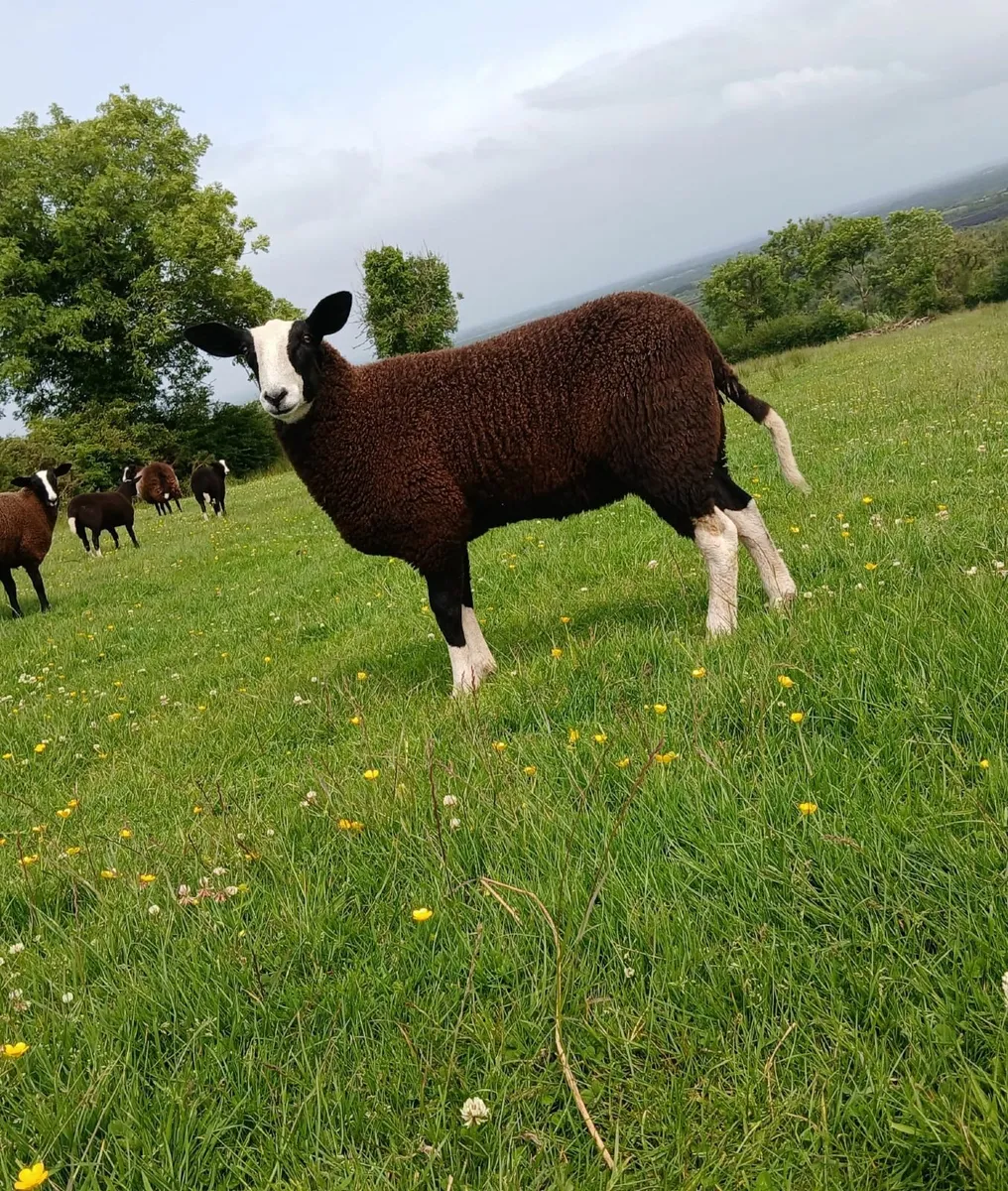 PBNR Zwartble Ewe lamb - Image 4