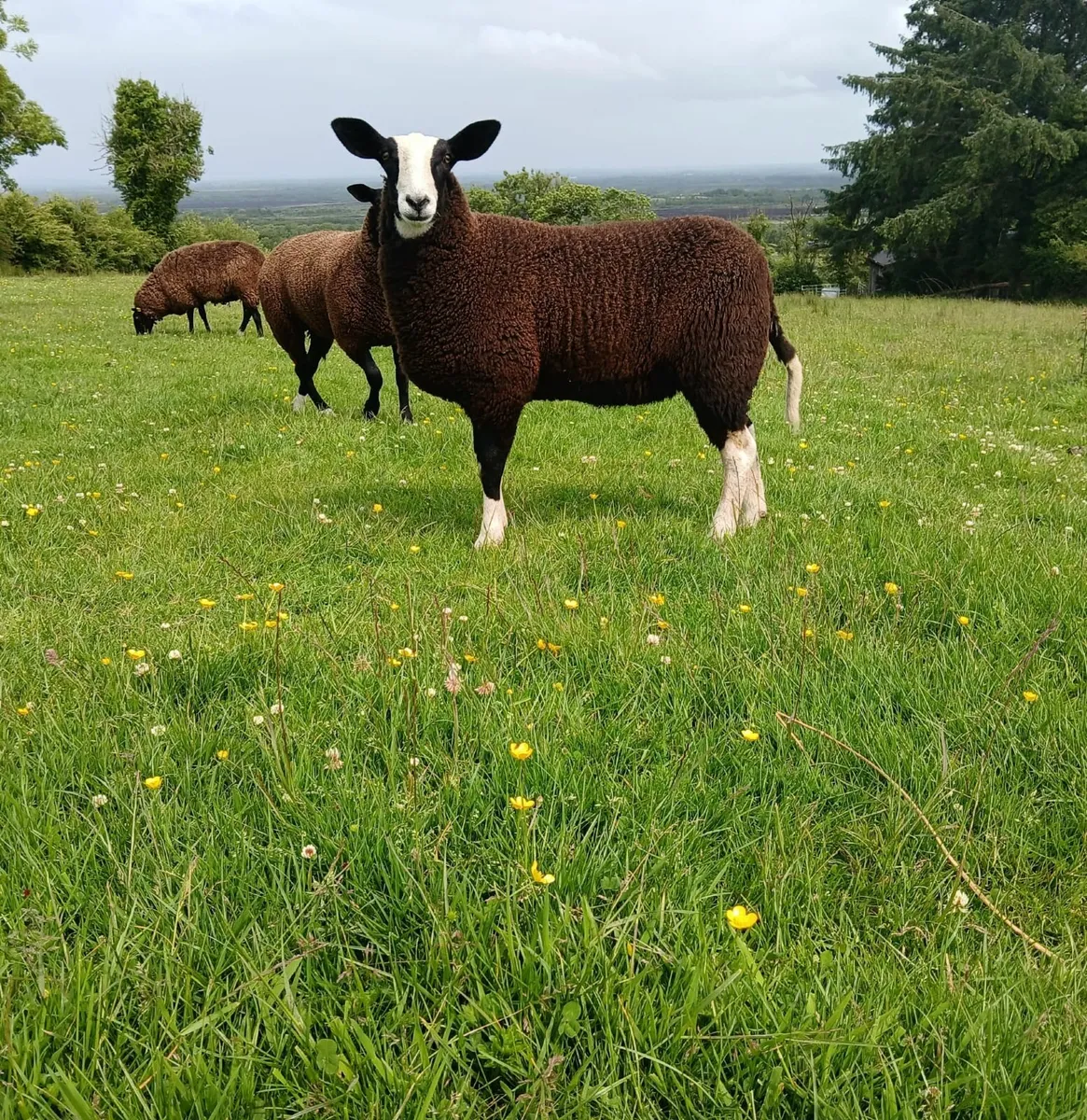 PBNR Zwartble Ewe lamb - Image 1