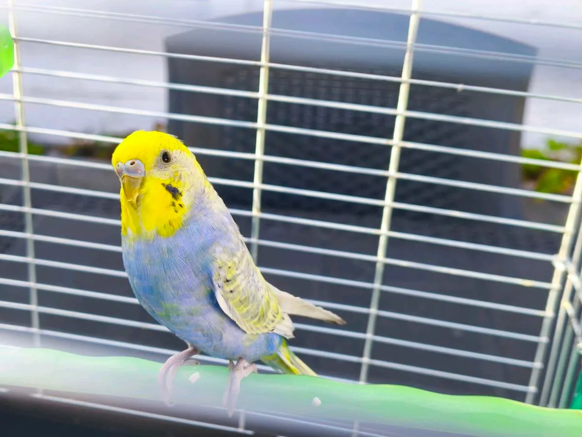 5 months old Budgie with cage - Image 1