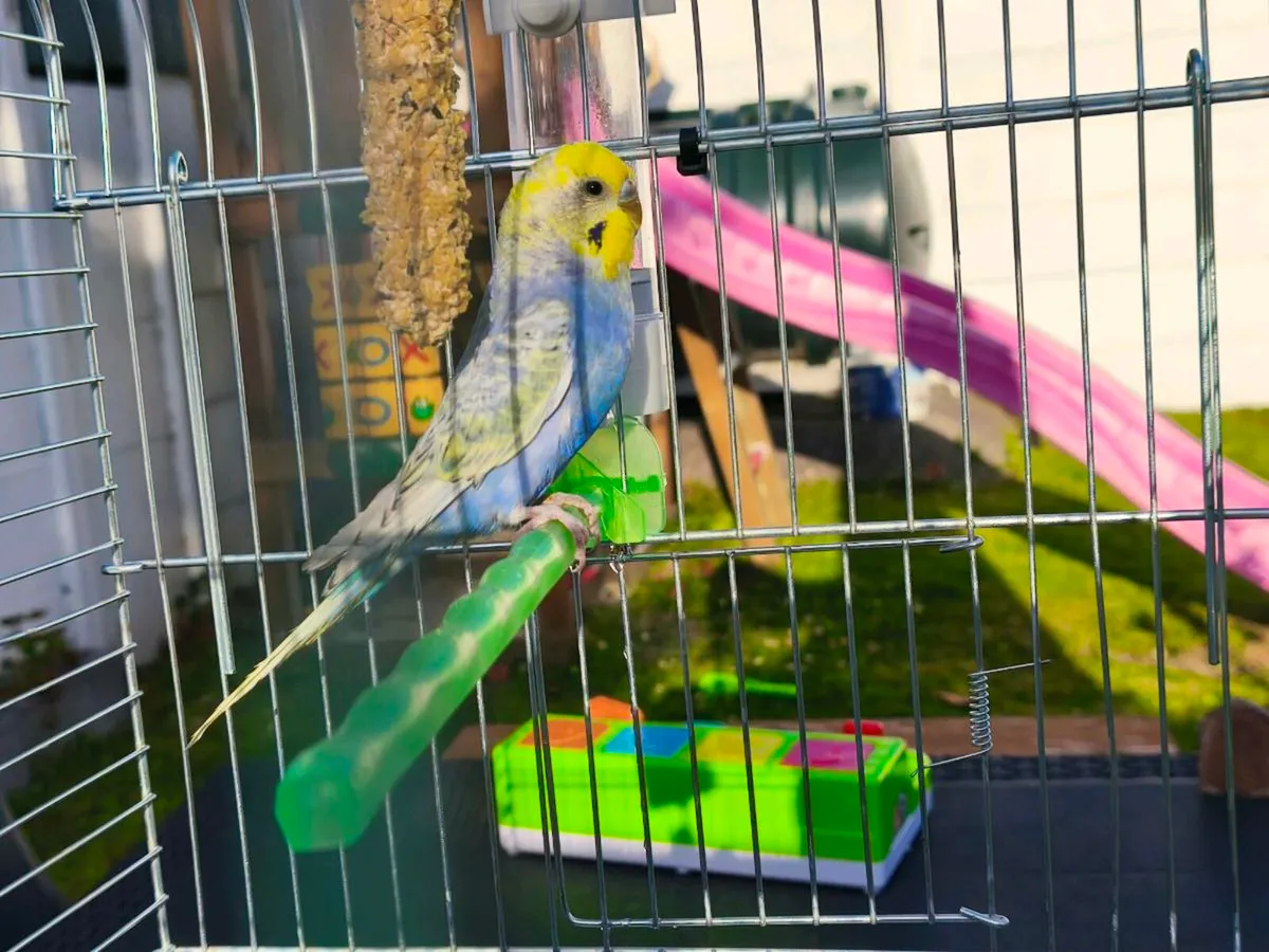5 months old Budgie with cage - Image 2