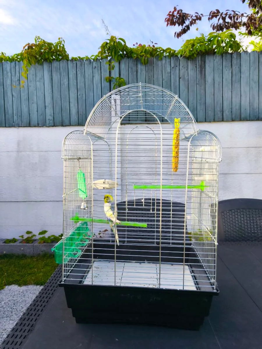 5 months old Budgie with cage - Image 3