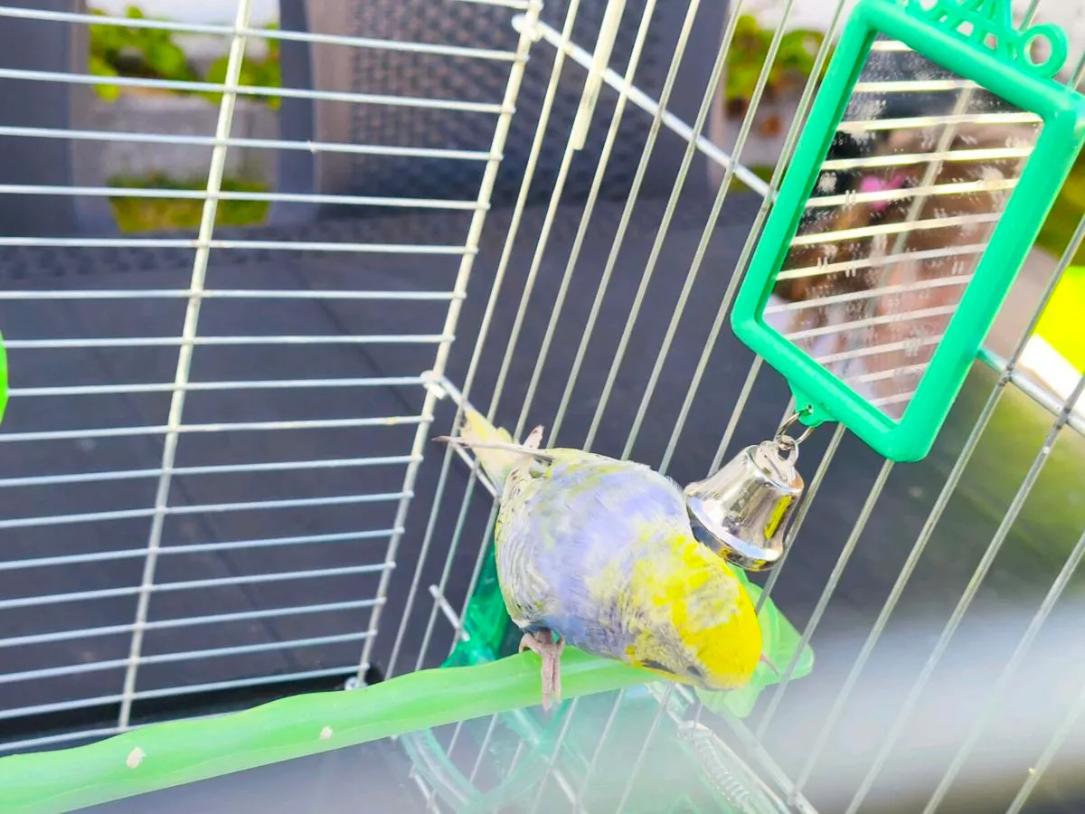 5 months old Budgie with cage - Image 4