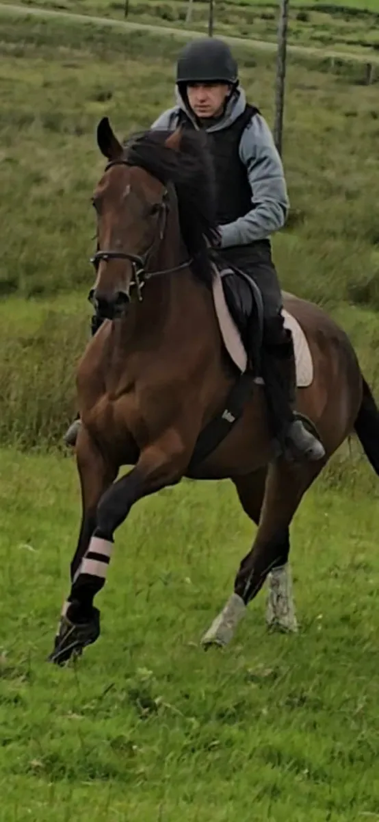 16hh 3 years TIH filly, beautiful event type - Image 1