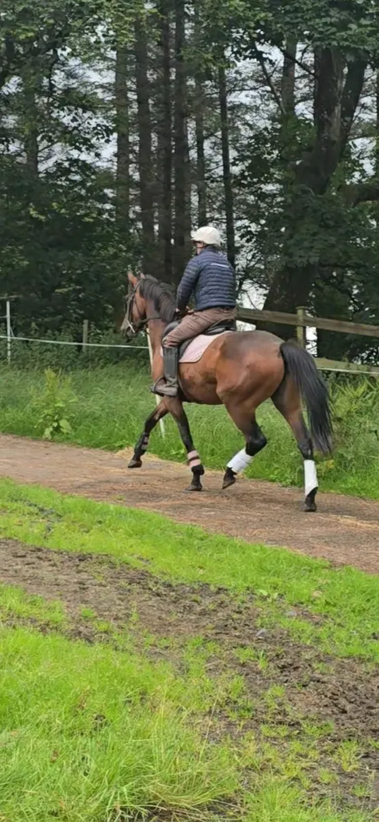 16hh 3 years TIH filly, beautiful event type - Image 2