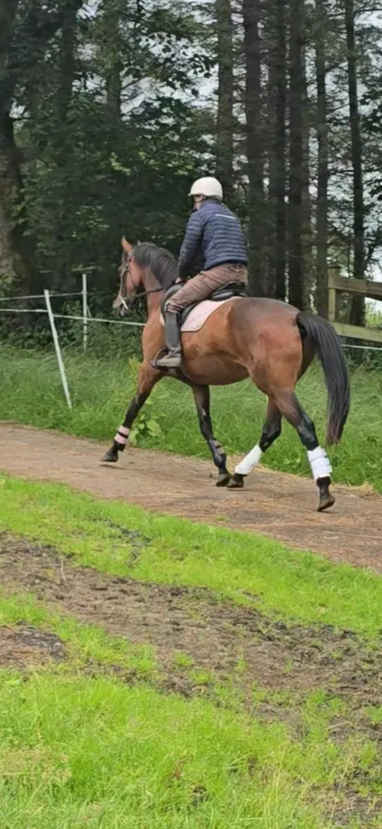 16hh 3 years TIH filly, beautiful event type - Image 3
