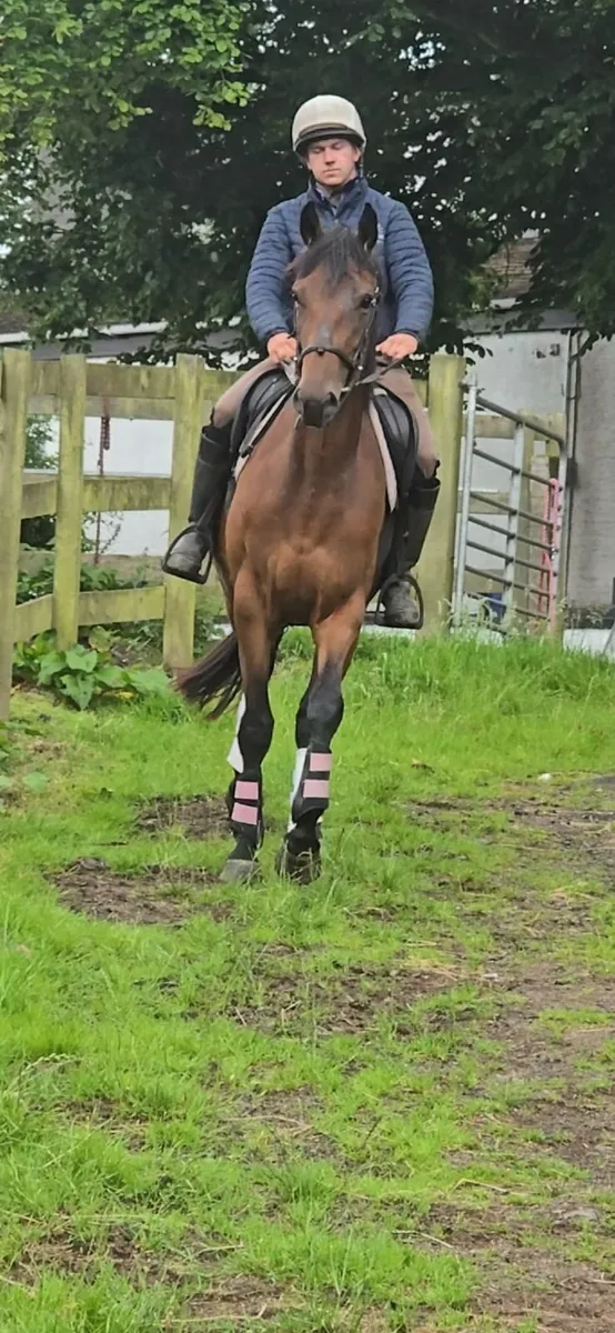 16hh 3 years TIH filly, beautiful event type - Image 4