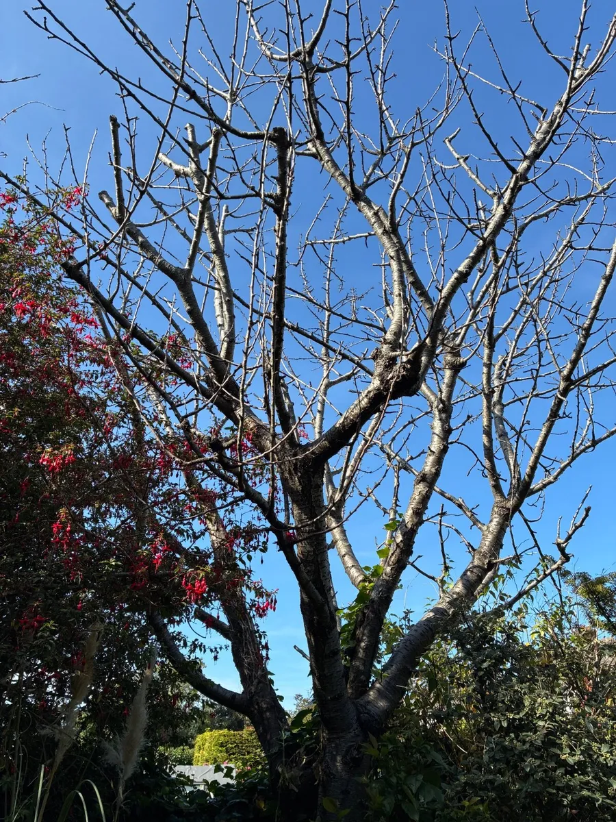 cut and remove dead tree