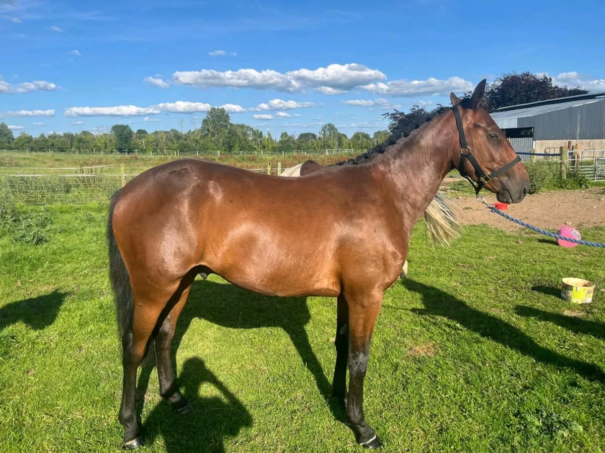 3 year old Bay Gelding - Image 2