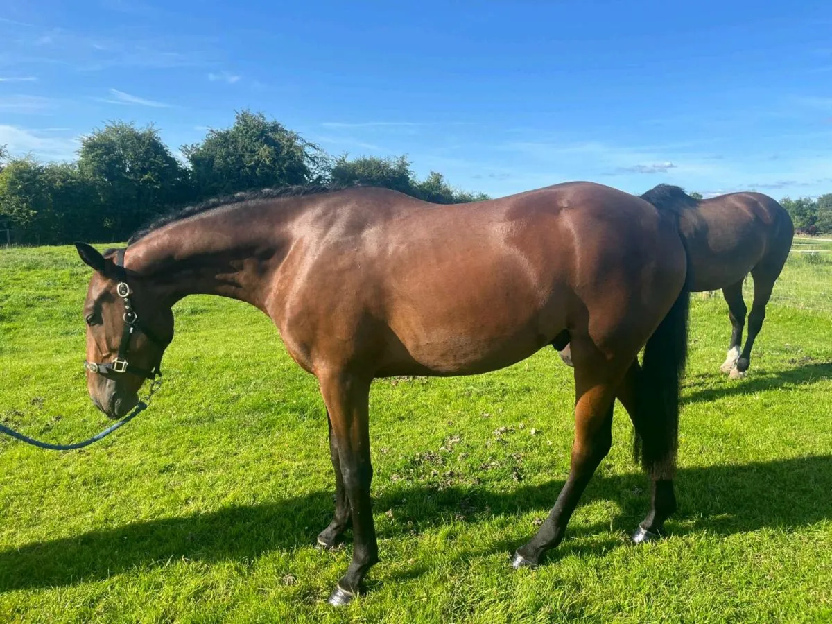 3 year old Bay Gelding - Image 1