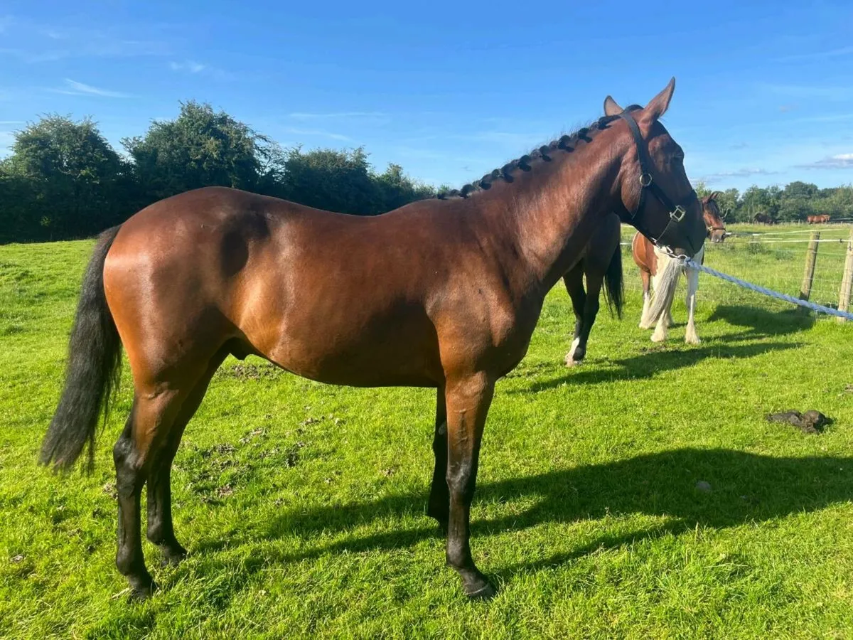 3 year old Bay Gelding - Image 3