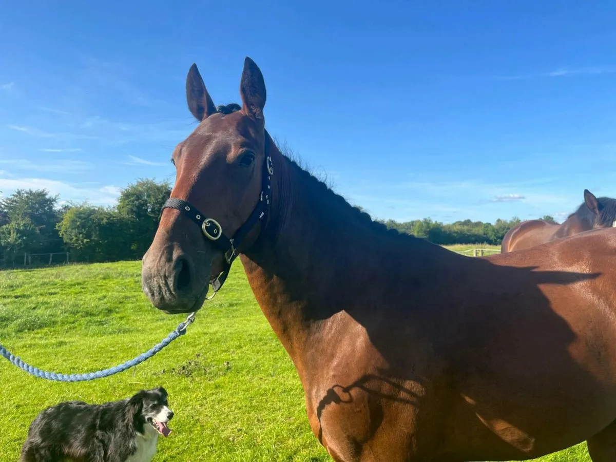 3 year old Bay Gelding - Image 4