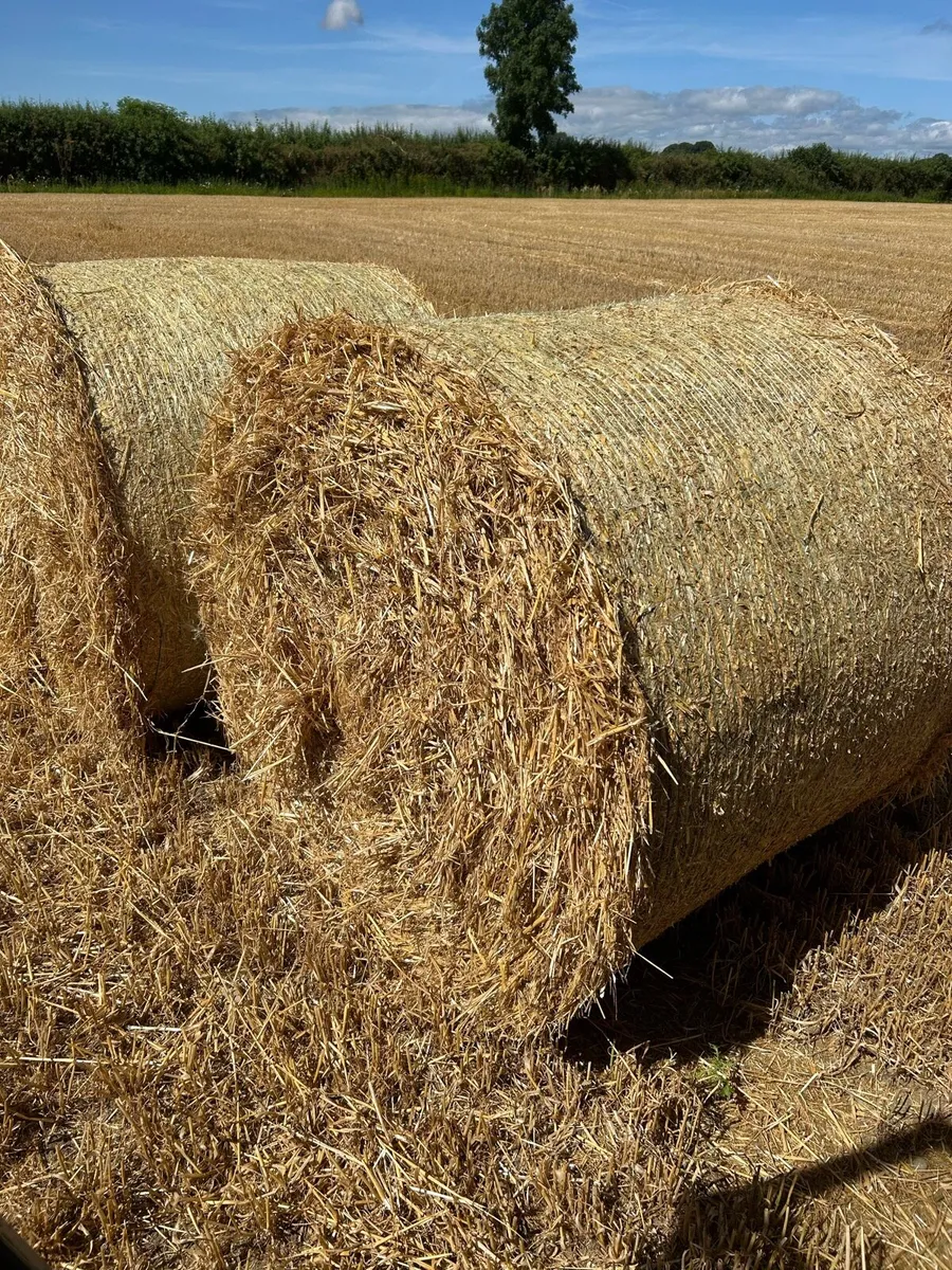 Barley Straw - Image 3