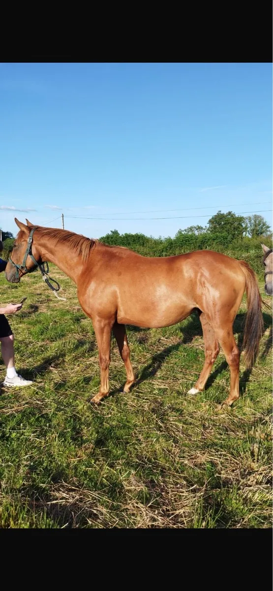 2 year old thoroughbred filly - Image 1