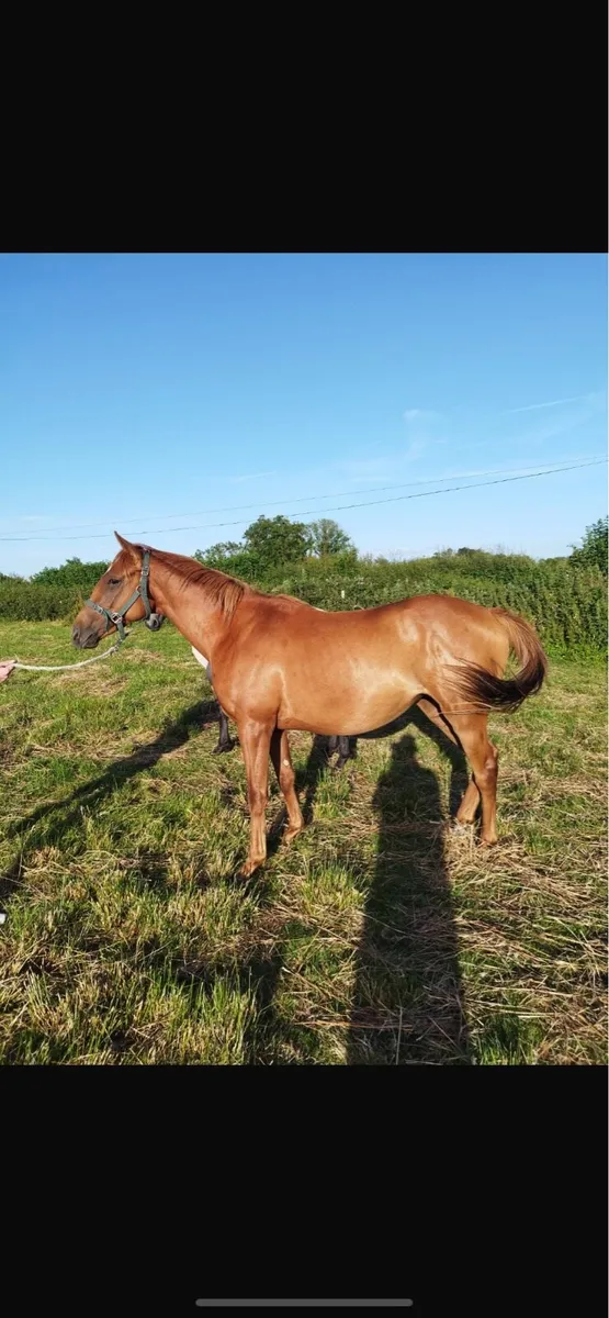 2 year old thoroughbred filly - Image 2